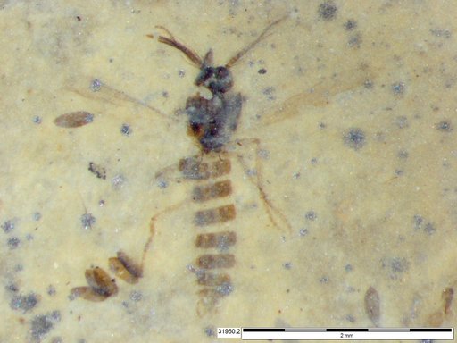Diptera