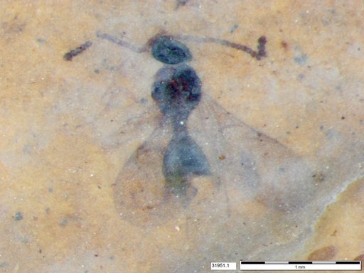 Diapriidae