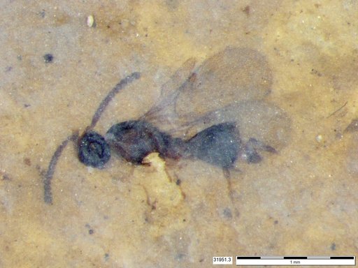 Diapriidae