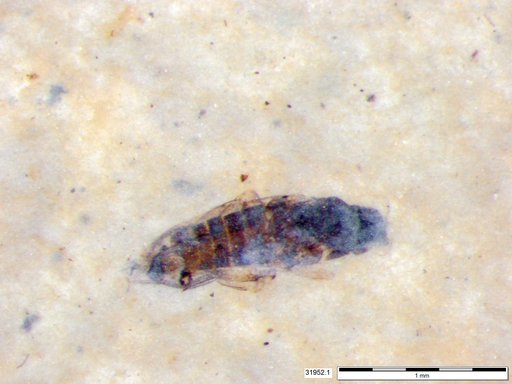 Diptera