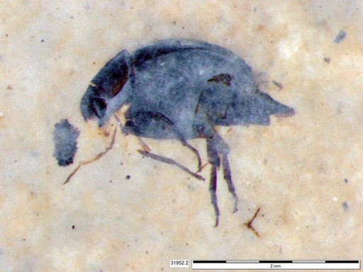 Mordellidae