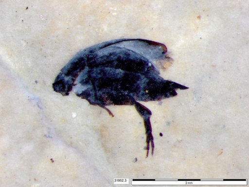 Mordellidae