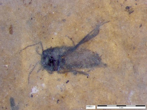 Diptera