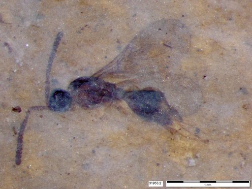 Diapriidae