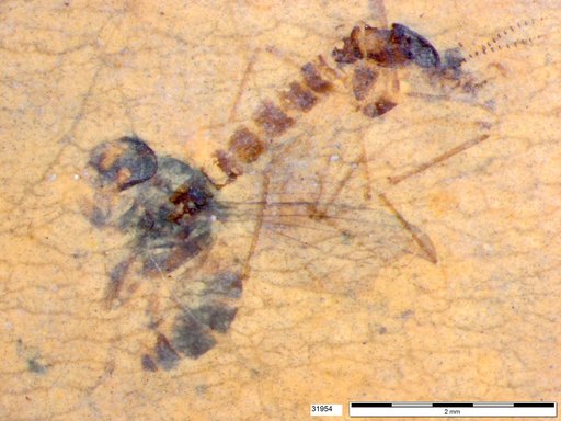 Diptera