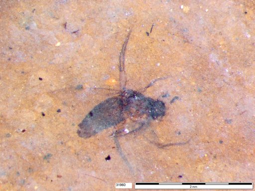 Diptera