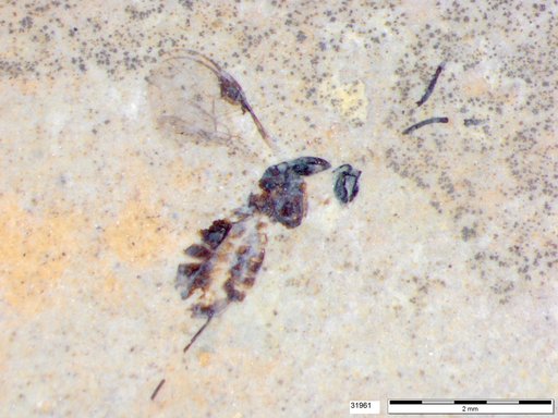 Braconidae