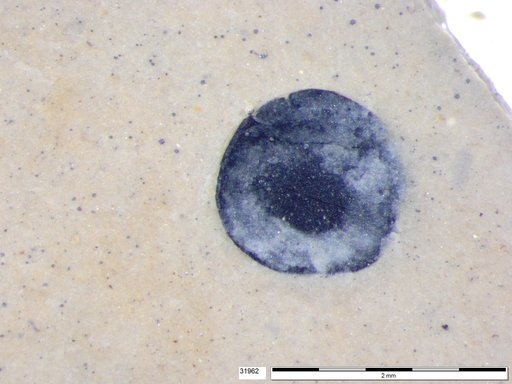 Tracheophyta
