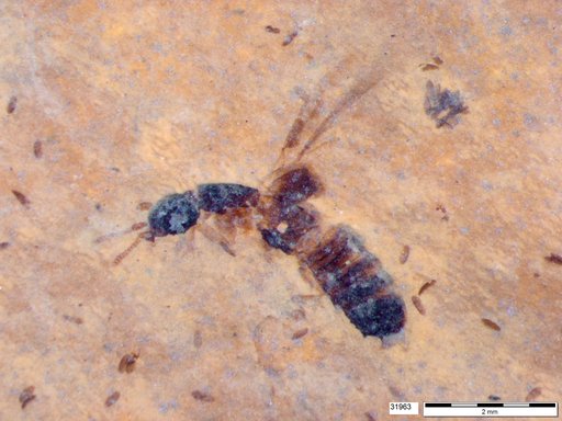Genus sp