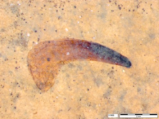Tracheophyta