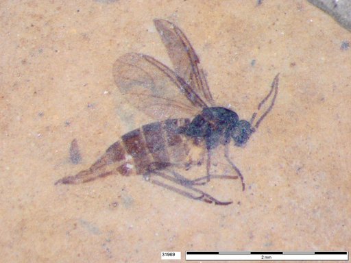 Sciaridae