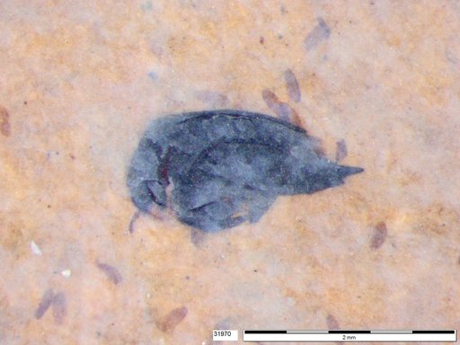 Mordellidae