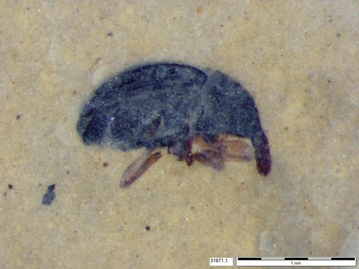 Genus sp