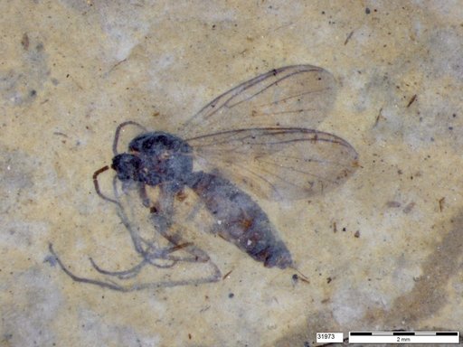 Mycetophilidae