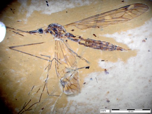 Diptera