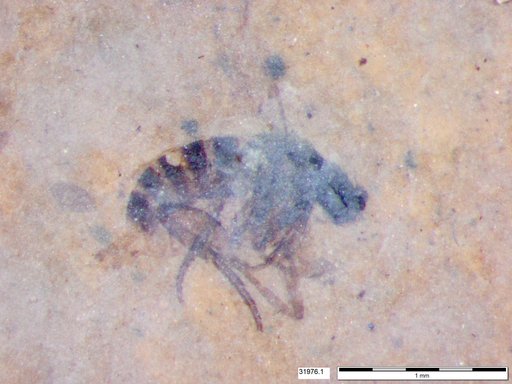 Phoridae