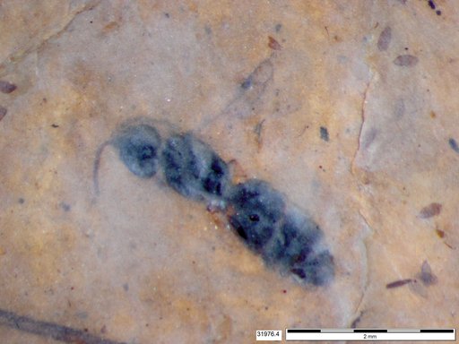 Genus sp