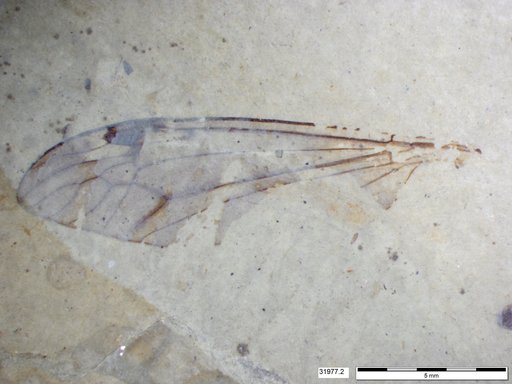 Diptera