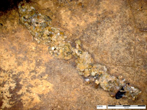 Genus sp