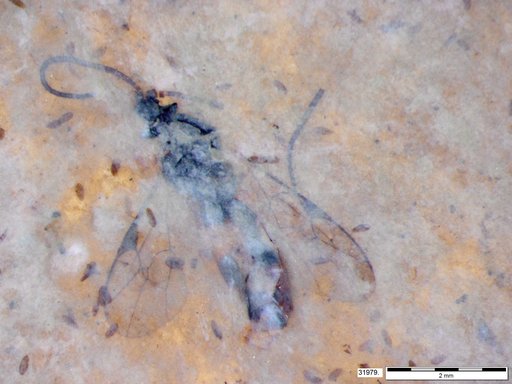 Ichneumonidae