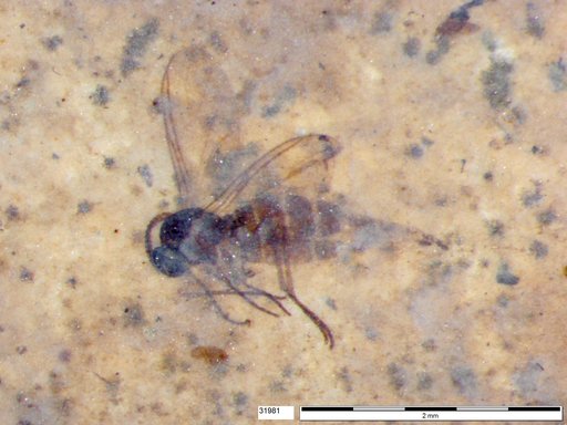 Sciaridae