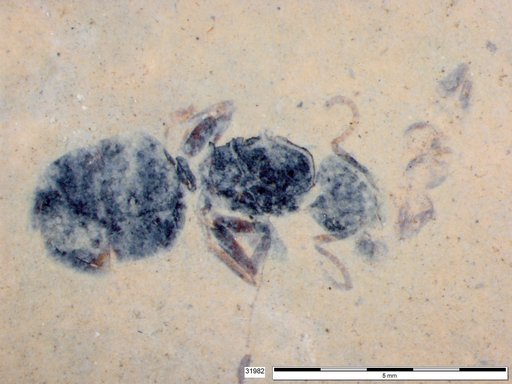 Formicidae