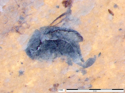 Mordellidae