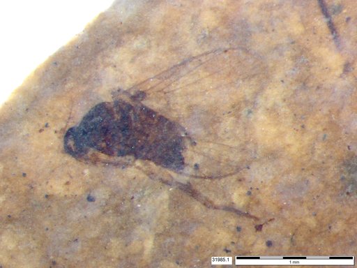 Diptera