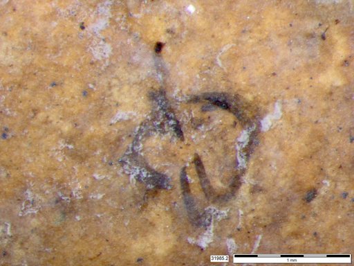Genus sp