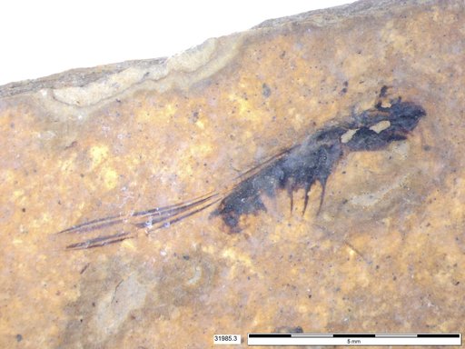 Corixidae