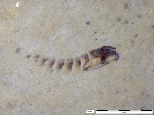Genus sp