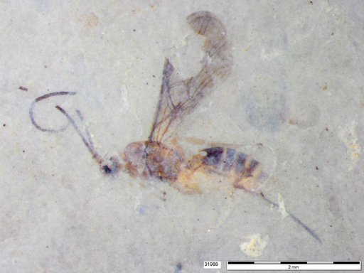 Braconidae