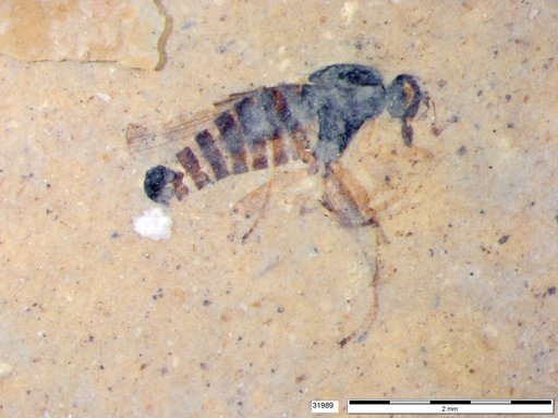 Diptera