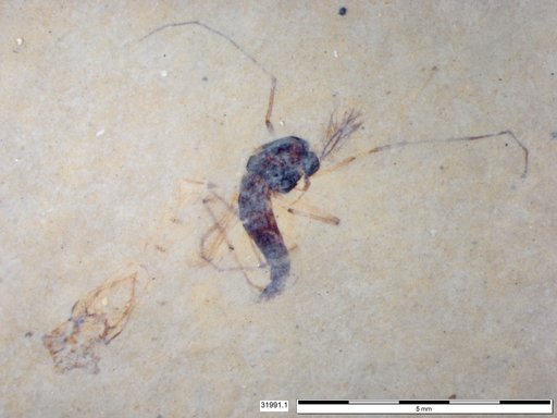 Genus sp