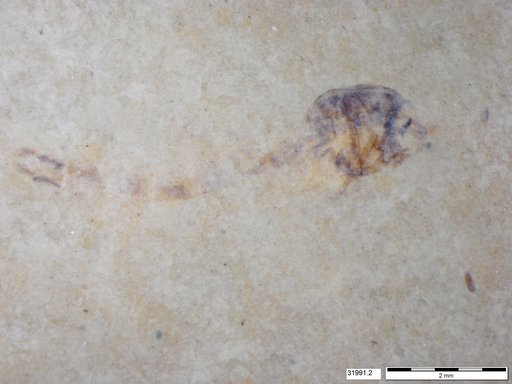 Genus sp