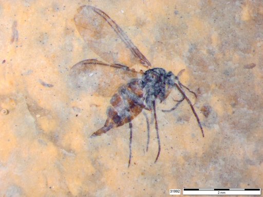 Sciaridae
