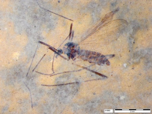 Diptera