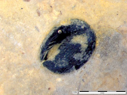Tracheophyta