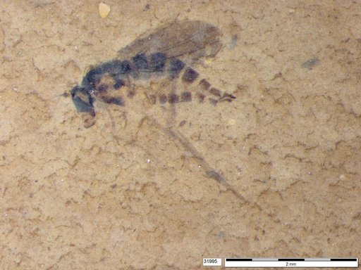 Sciaridae