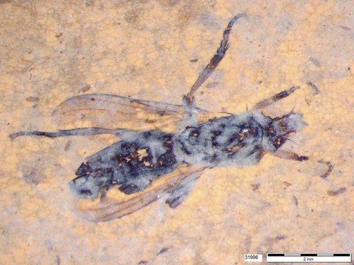 Diptera