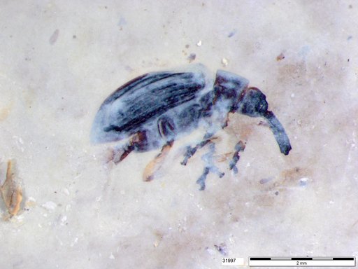 Genus sp
