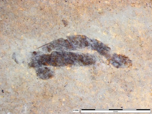 Genus sp