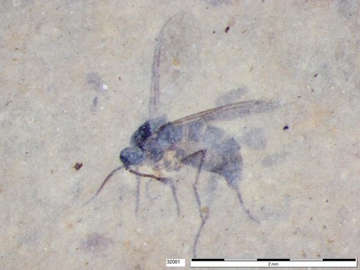 Sciaridae