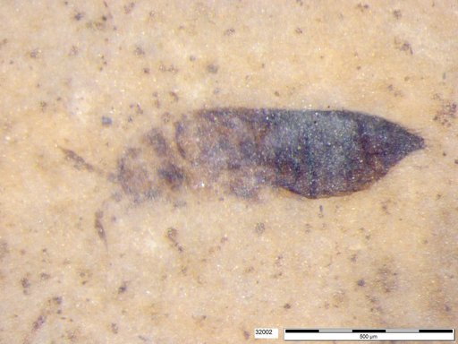 Genus sp