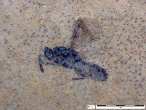 Genus sp