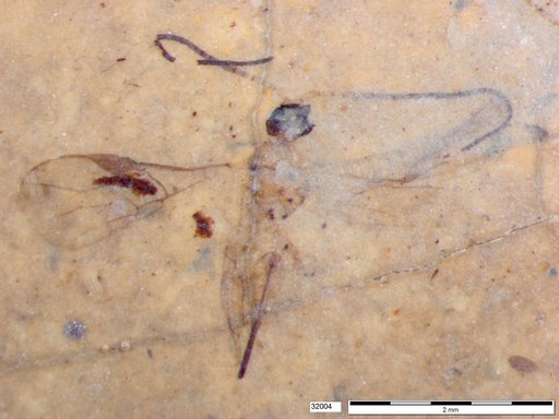 Braconidae