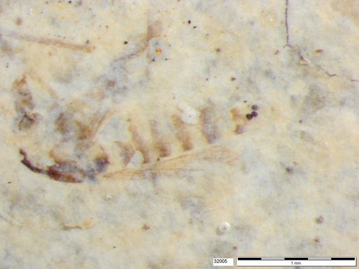 Chaoboridae