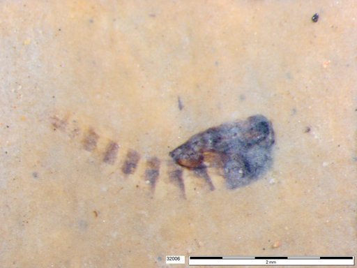Genus sp