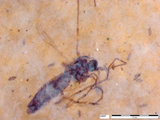 Diptera