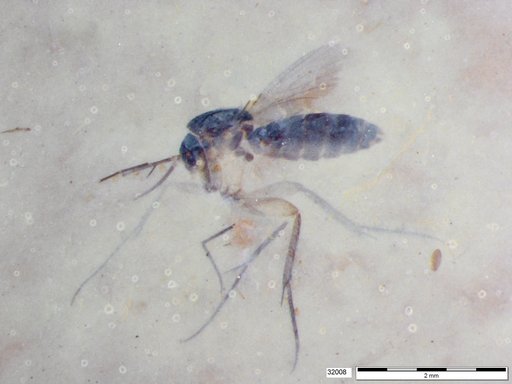 Mycetophilidae